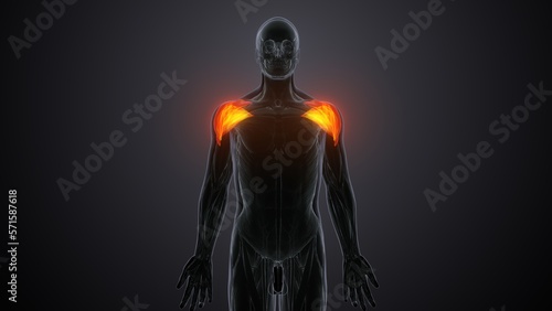 Tableau sur toile 3d iillustration arm muscles deltoideus muscle anatomy.
