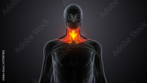 Photography Platysma muscle anatomy .3d illustration