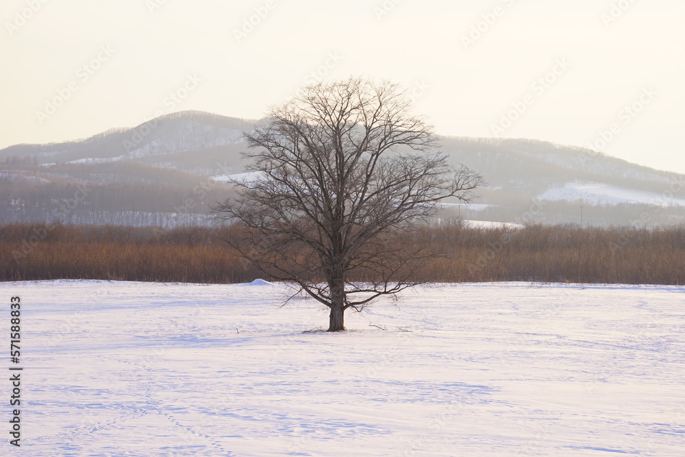 The Harunire Tree, Large Elm Tree, in Tokachi, Hokkaido, Japan - 日本 北海道 十勝 ハルニレの木 The Harunire Tree, Large Elm Tree, in Tokachi, Hokkaido, Japan - 日本 北海道 十勝 ハルニレの木