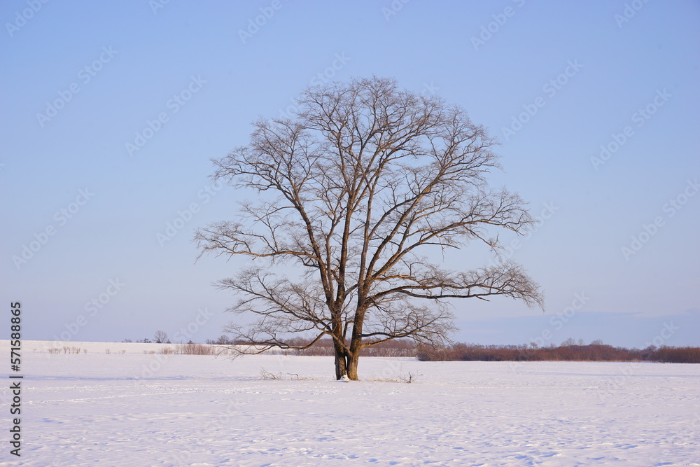 The Harunire Tree, Large Elm Tree, in Tokachi, Hokkaido, Japan - 日本 北海道 十勝 ハルニレの木 The Harunire Tree, Large Elm Tree, in Tokachi, Hokkaido, Japan - 日本 北海道 十勝 ハルニレの木