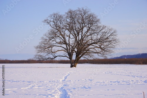 Wallpaper Mural The Harunire Tree, Large Elm Tree, in Tokachi, Hokkaido, Japan - 日本 北海道 十勝 ハルニレの木 Torontodigital.ca