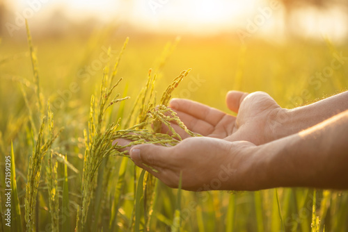 Farmer working in the rice field. Man using his hand to examining, planning or analyze on rice plant after planting. Agriculture business concept