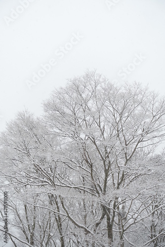 雪が積もる冬枯れの木々と冬空 雪の風景