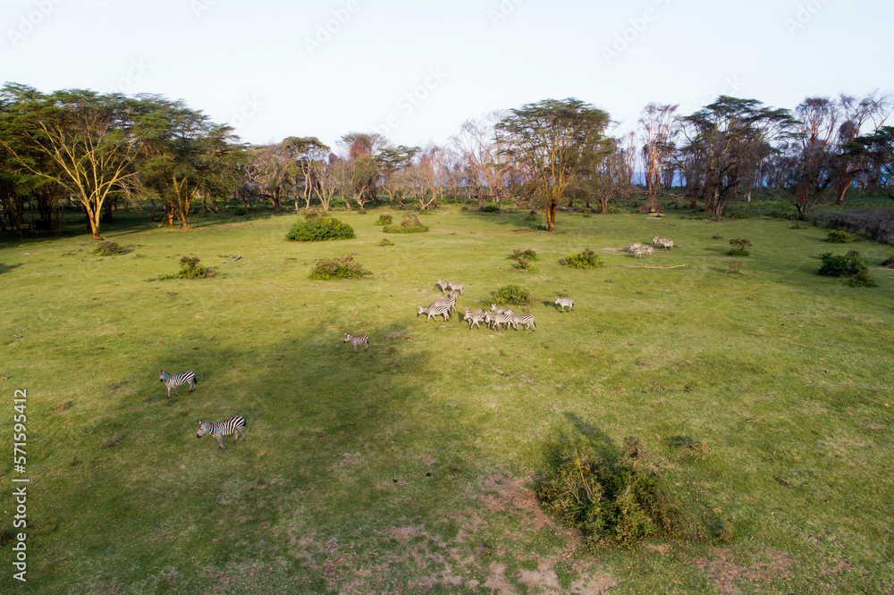 Aerial view of a dazzle of Zebra's in Kenya. Aerial view of a dazzle of Zebra's in Kenya.