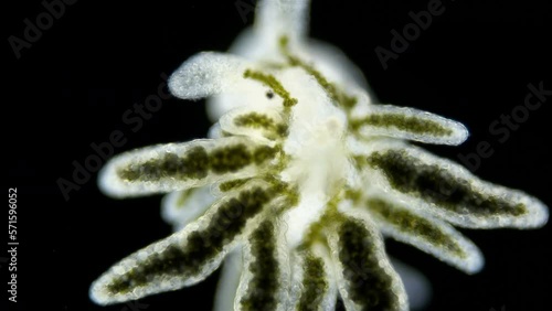 Young sea slug Placida dendritica under a microscope, superorder Sacoglossa, Mollusca phylum, family Limapontiidae. Live by ingesting cellular contents of algae. White Sea. photo