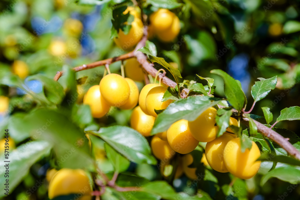 Yellow cherry plum berries ripen on the branches
