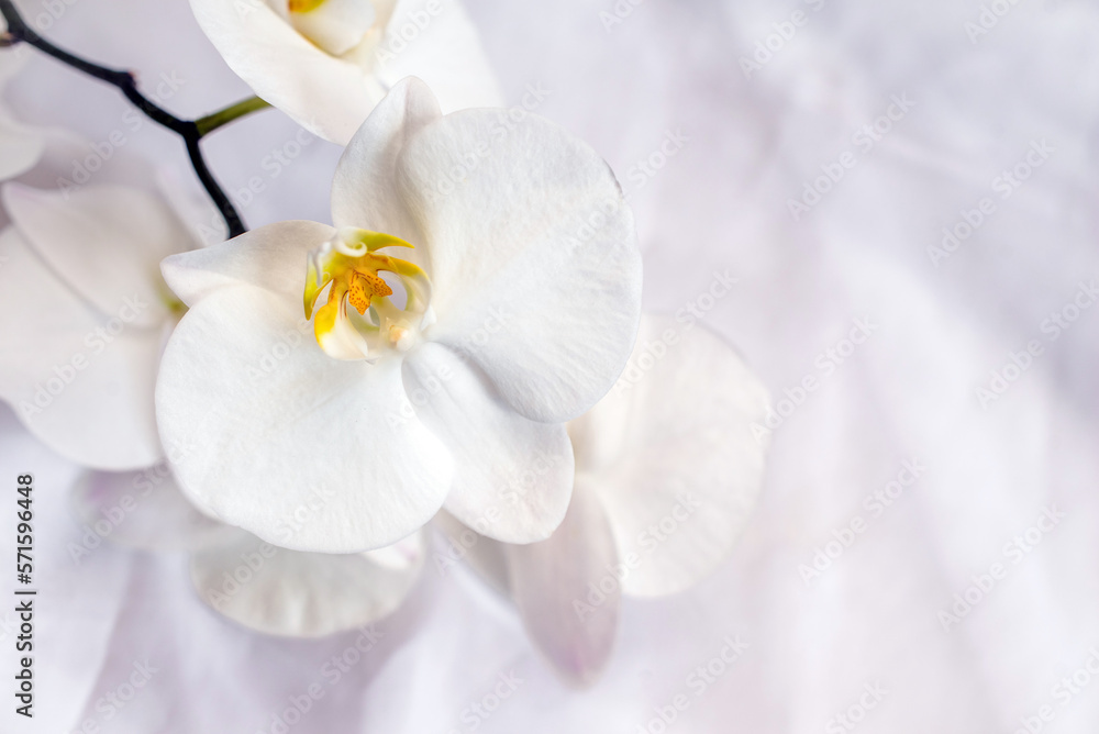 The branch of white orchids on white fabric background
The branch of white orchids on white fabric background