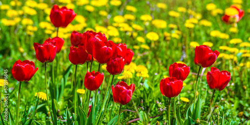 red tulips bloom on a green natural background 
