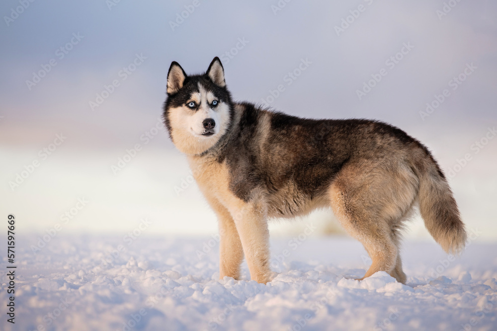 black and white siberian husky with blue eyes walks in the snow in winter against the background of the evening sky