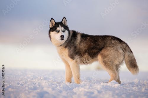 black and white siberian husky with blue eyes walks in the snow in winter against the background of the evening sky © Maria Moroz