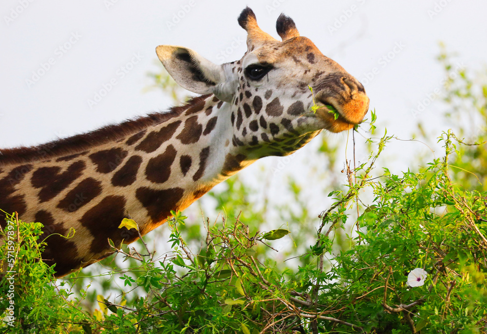 Fototapeta premium Massai-Giraffe in Tsavo East National Park, Kenya, Africa