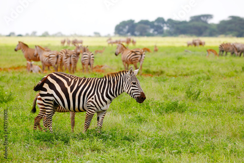 Zebras in Tsavo East National Park, Kenya, Africa © Marc Stephan