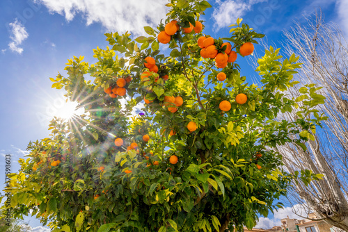 Orangenbaum mit Sonnenstern vor blauem Himmel auf der Insel Mallorca