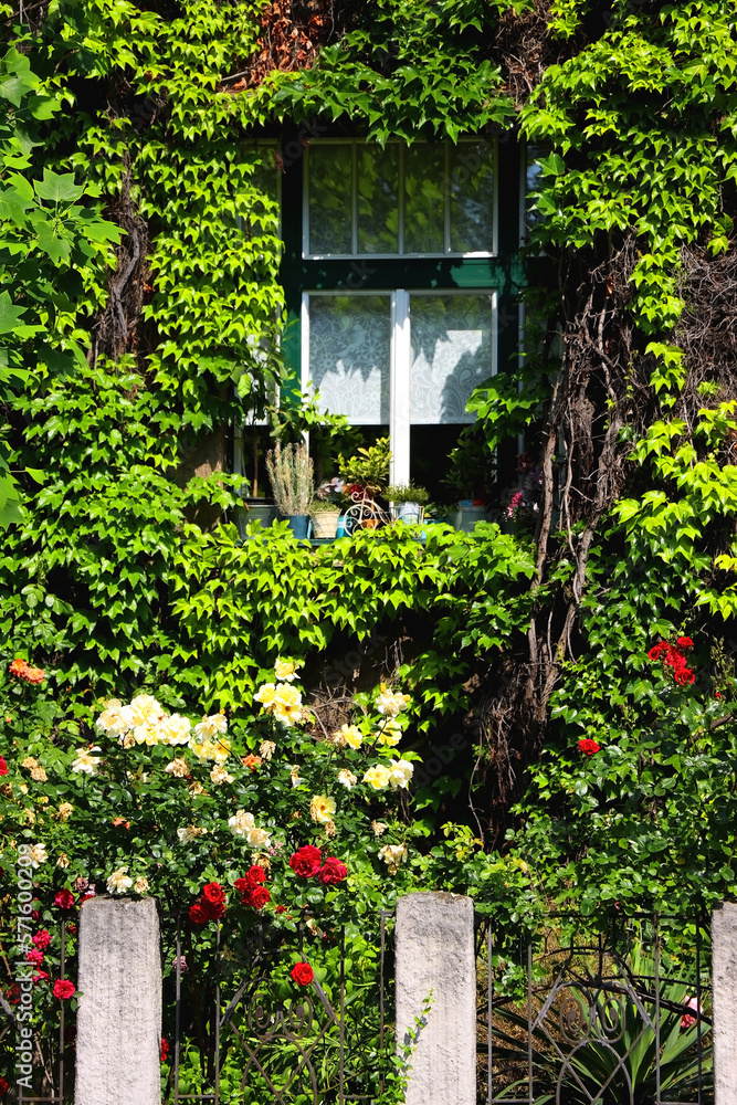 Window on the historical building facade and tree branch with green leaves. Selective focus. Window on the historical building facade and tree branch with green leaves. Selective focus.
