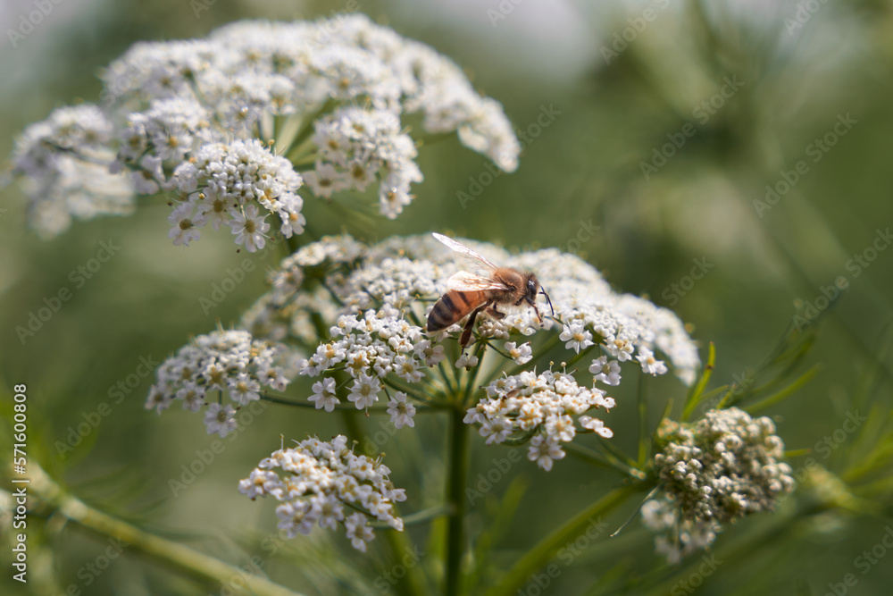 Bee collects pollen for honey. Anise flower field. caraway flower t. Fresh medicinal plant. Seasonal background. Blooming cumin field background on summer sunny day. Bee collects pollen for honey. Anise flower field. caraway flower t. Fresh medicinal plant. Seasonal background. Blooming cumin field background on summer sunny day.