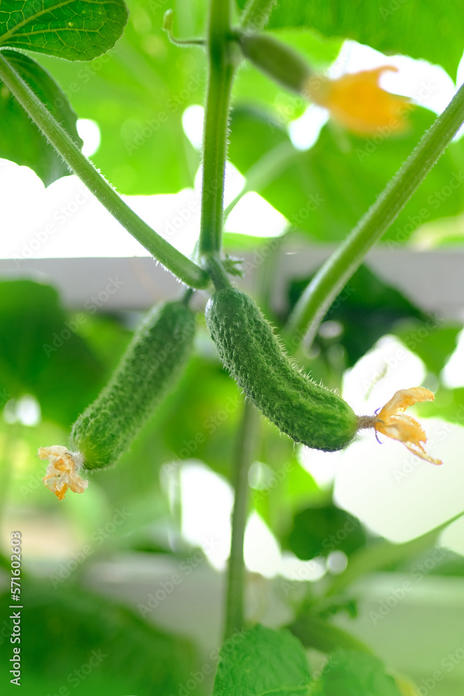 green bunch of ripening cucumbers, Cucumis sativus, edible fruits, tops in background, concept of rich harvest of vegetable plants, food crisis, growing crops in open and closed ground green bunch of ripening cucumbers, Cucumis sativus, edible fruits, tops in background, concept of rich harvest of vegetable plants, food crisis, growing crops in open and closed ground