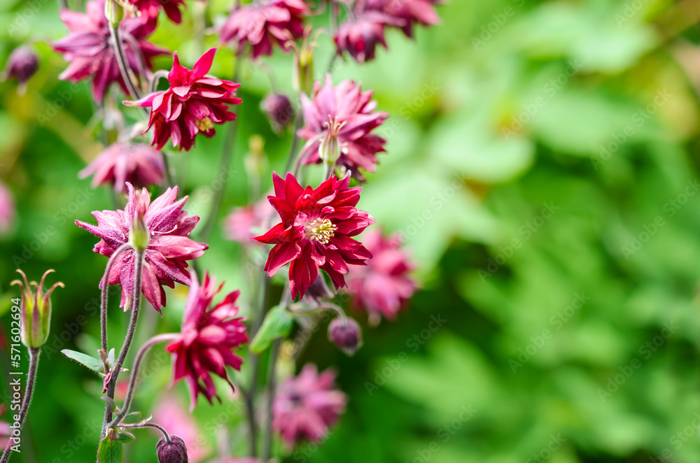 Beautiful Columbine or Aquilegia flowers in the flower garden. Selective focus with blurred background. Beautiful Columbine or Aquilegia flowers in the flower garden. Selective focus with blurred background.