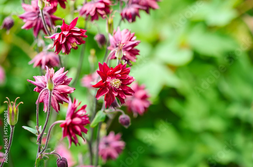 Beautiful Columbine or Aquilegia flowers in the flower garden. Selective focus with blurred background.