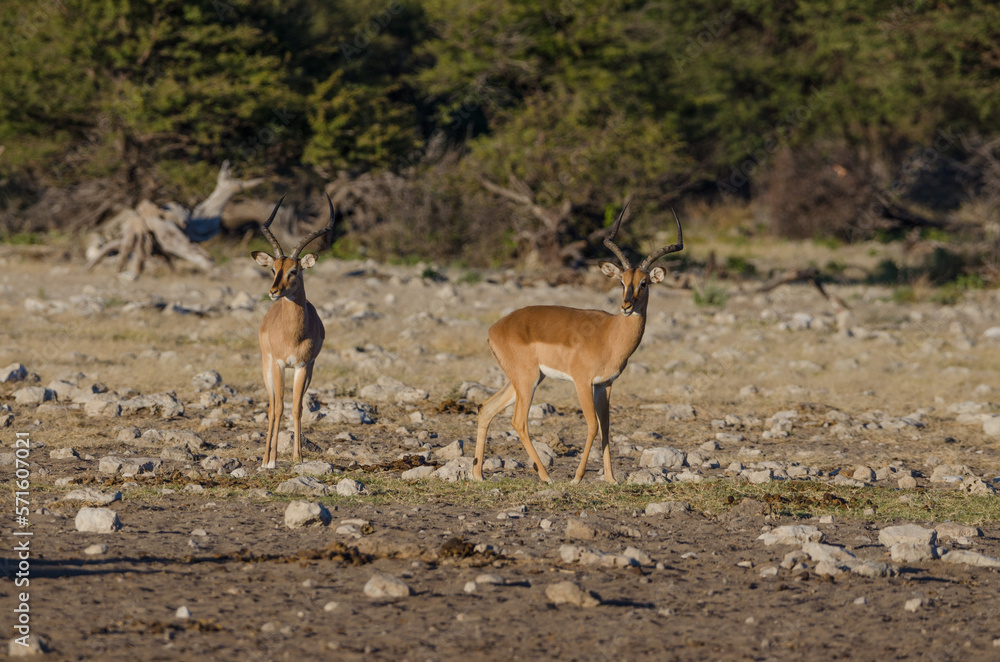 Naklejka premium etosha Südafrika 