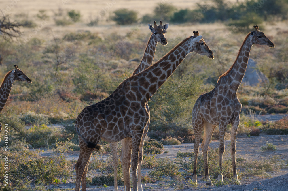 Obraz premium etosha Südafrika - Giraffe