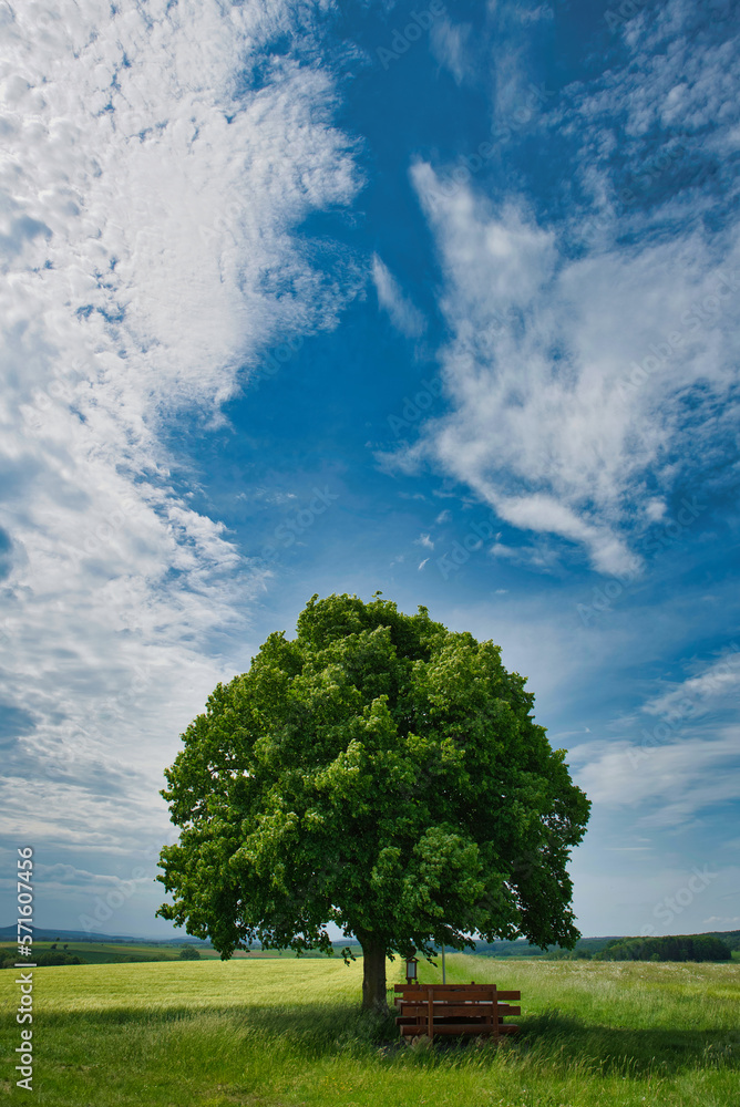 Fototapeta premium Sommer Landschaft mit einzelnem Lindenbaum bewölkter Himmel