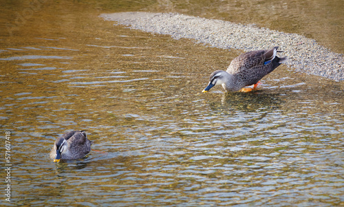 The graceful steps of a Spot-billed duck entering the water photo