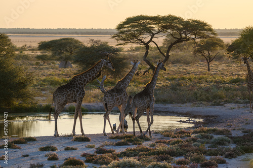 etosha Südafrika - Giraffen am Wasser