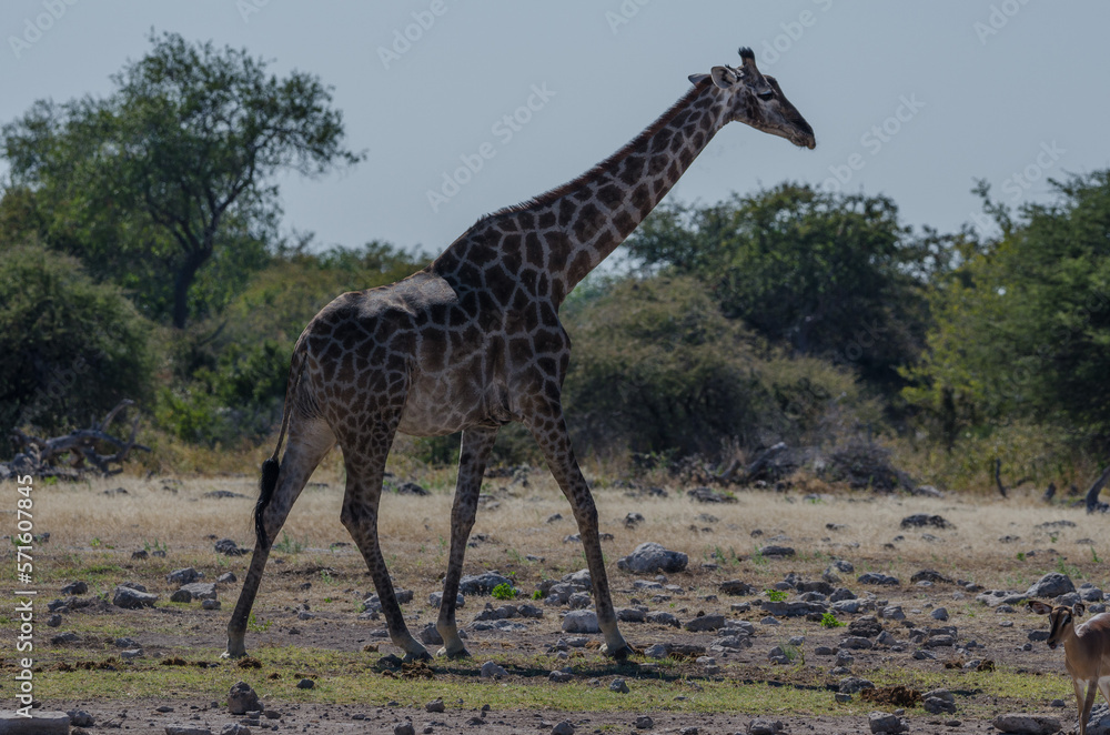 Fototapeta premium etosha Südafrika 