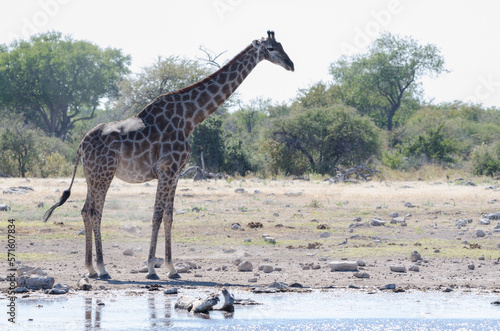 etosha S  dafrika 