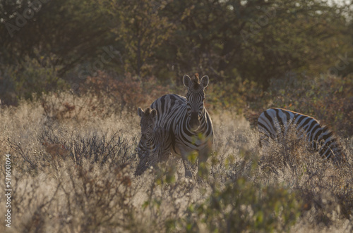 etosha S  dafrika - Zebra
