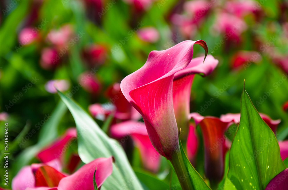 Red Zantedeschia aethiopica or Calla Lily in the garden. Red Zantedeschia aethiopica or Calla Lily in the garden.