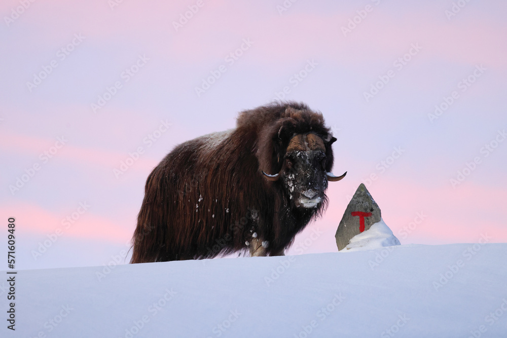 musk ox at a trail marker in winter in Dovrefjell-Sunndalsfjella National Park Norway - obrazy, fototapety, plakaty 