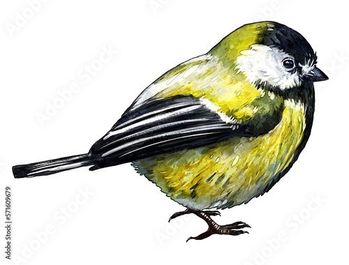 Great Tit, bird, watercolor drawing, digital illustration, animal.
