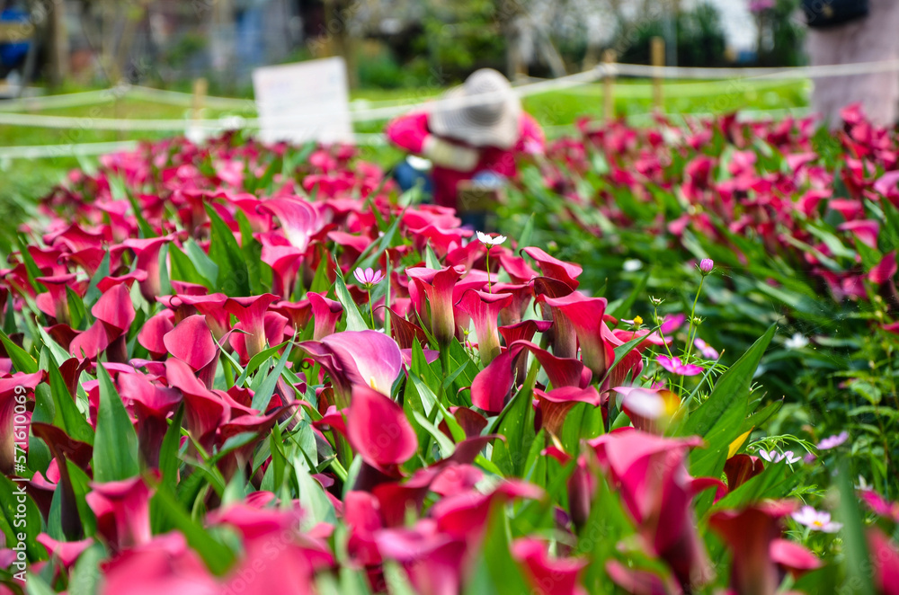 Red Zantedeschia aethiopica or Calla Lily in the garden.