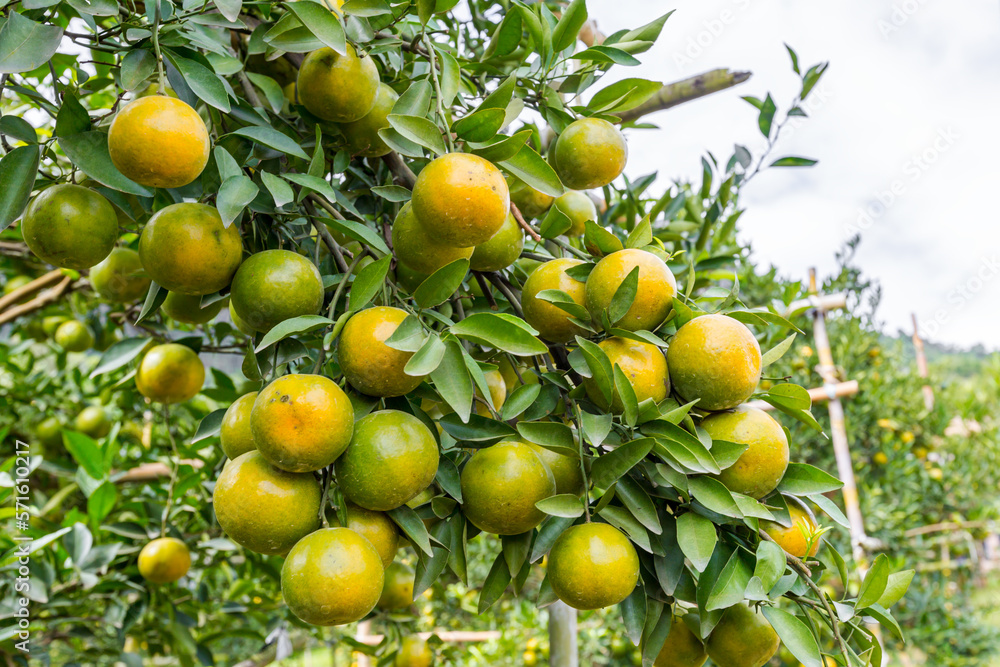 The Oranges growing on tree, North, Thailand. The Oranges growing on tree, North, Thailand.