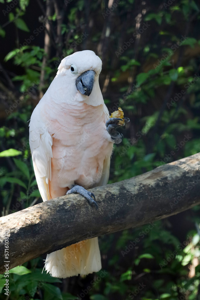 moluccan cockatoo bird in garden moluccan cockatoo bird in garden