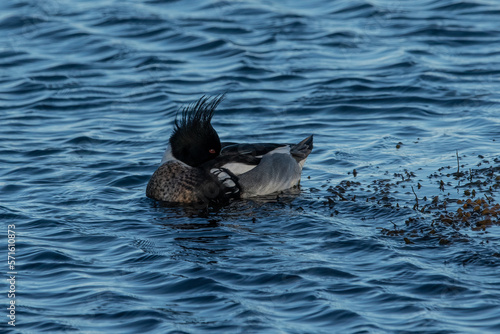 A male red breasted merganser preening in the water.