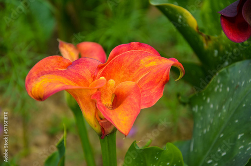 Red Zantedeschia aethiopica or Calla Lily in the garden.