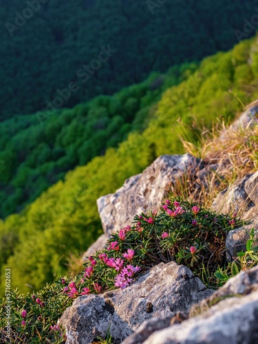 Beautiful endemic pink flowers (Daphne arbuscula) growing and blooming in rough conditions on rocks and rocky mountains with blue sky in the background. Muran, Muranska planina. photo