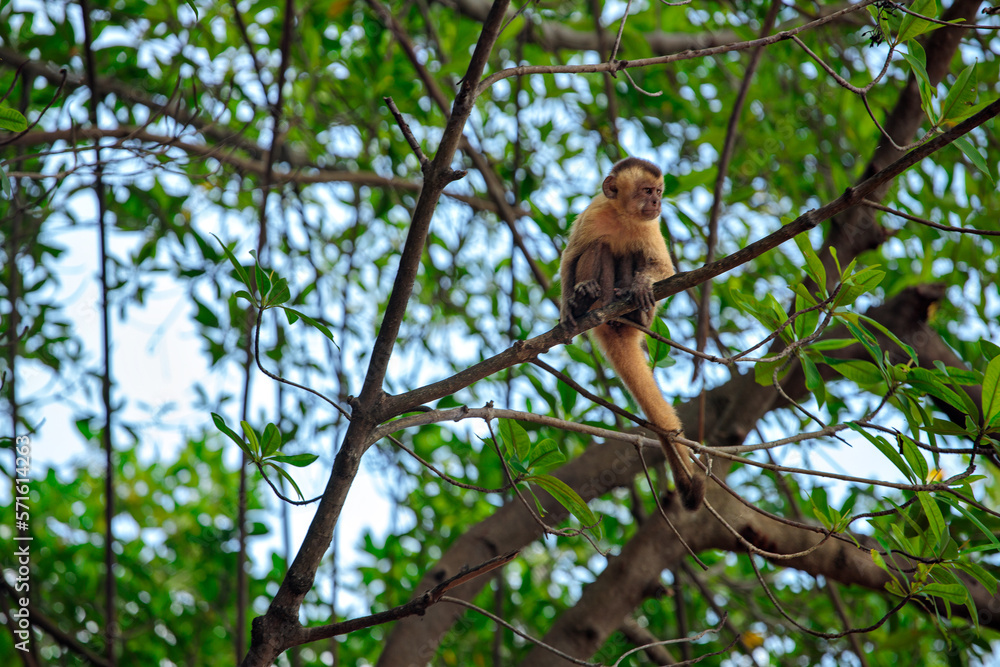The capuchin monkey
The capuchin monkey