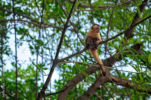 The capuchin monkey 
