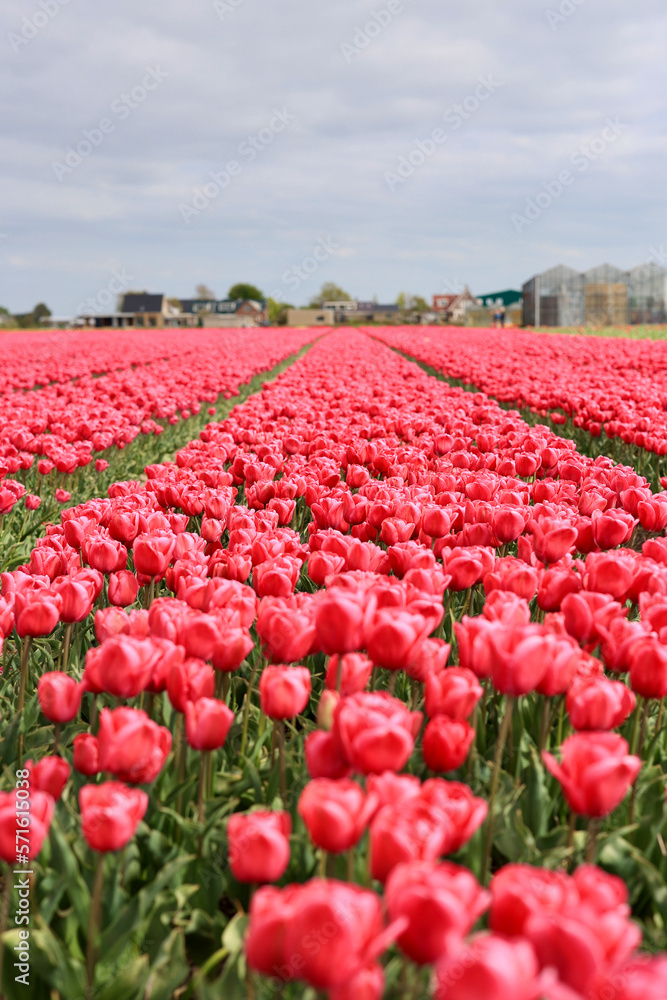 The field with many tulips, South Holland, The Netherlands. 