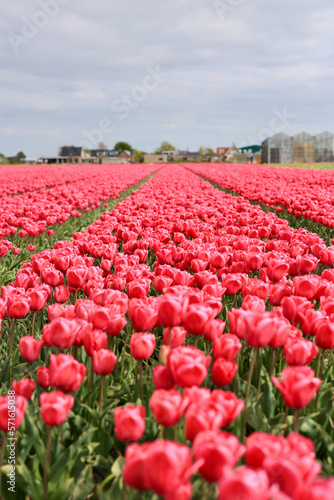 The field with many tulips  South Holland  The Netherlands. 