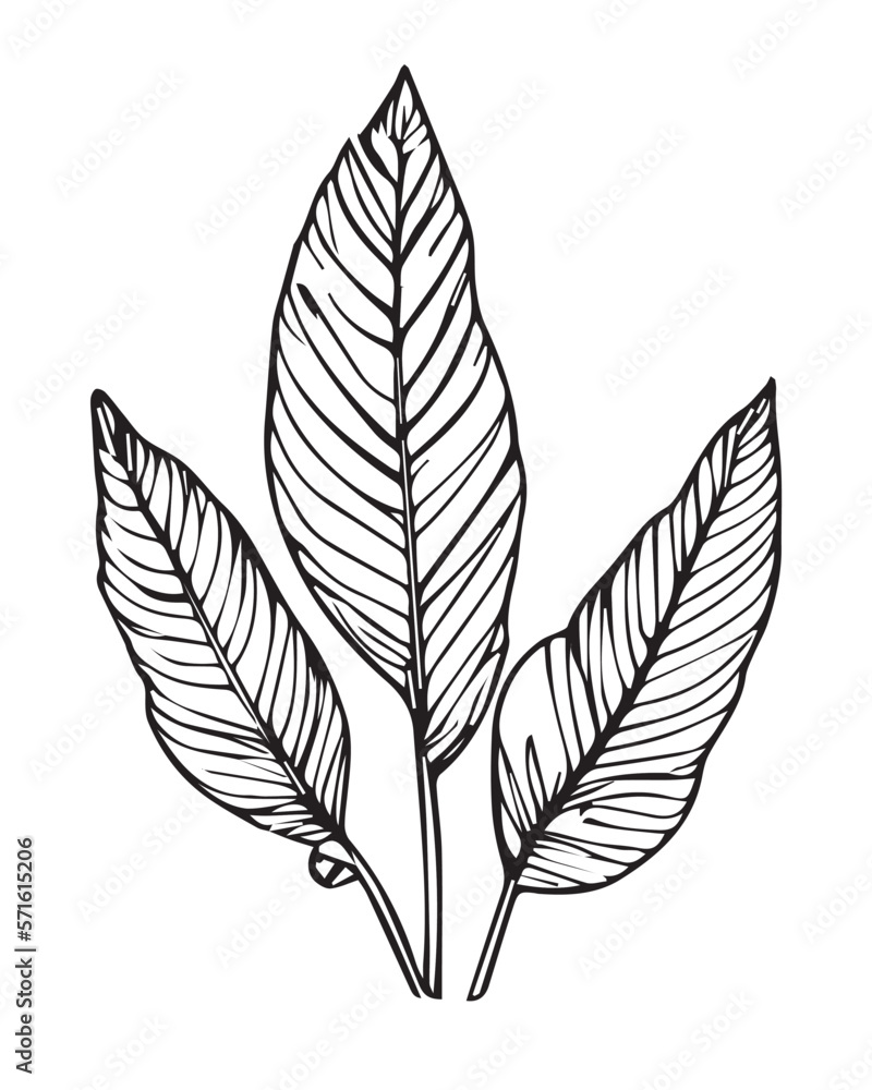 Obraz premium 2D graphics of leaf images in outline style. Tropical tree leaves outlined in black and white. Natural and fresh. Has attractive fronds and leaf veins 
