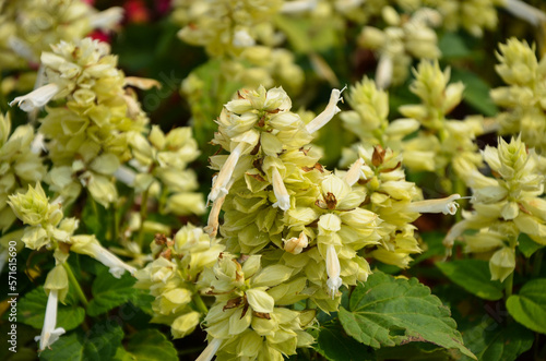 Yellow salvia splendens in the park.