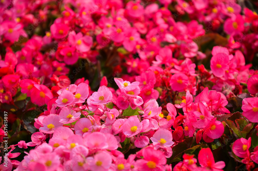 Pink begonia grandis in the park.