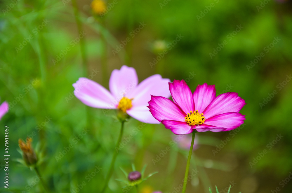 Cosmos bipinnatus in the park.