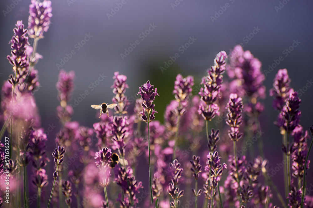 Fototapeta premium Blooming Lavender Flowers in a Provence Field Under Sunset Rays. Soft Focused Purple Lavender Flowers. Summer Scene Background.