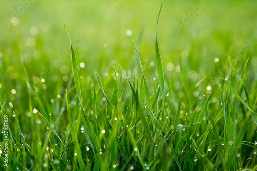 green grass with dew