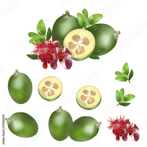 Feijoa set isolated on transparent background. Fruit illustration PNG. Pictures of food and fruits